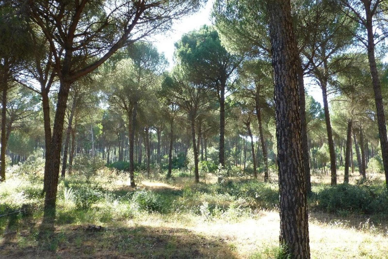 La De La Reina * El Rocio